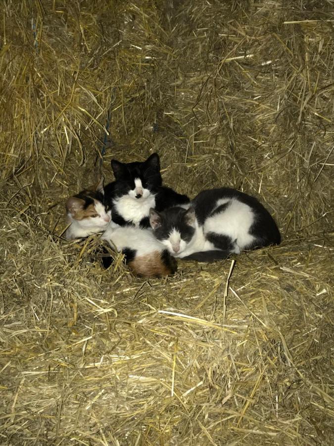 Bremsmaj Farm Holiday Kværs Εξωτερικό φωτογραφία